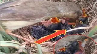Smooth grass, birds catch locusts for children to eat.#[baby nest review]