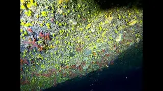 Galathea Black squat lobster Galathea squamifera intotheblue.it