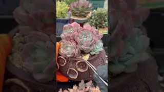 Evergreen Succulent Guide 🌿 Build a Beautiful Indoor Garden That Lasts