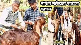 তোতাপারি গাভিন ছাগল আজকের নানার সব ছাগল!!৯২ কেজি ওজনের ছাগল কি ছাগল দেখুন Goat market 
