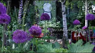 Dalston Curve Garden Alliums 2020