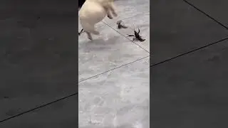 HELP ME UP：This Is Why We Need To Control Our Weight. #animalmemes #funnyshorts  #dogshorts