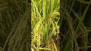 Rice paddy field 🌾🔥💯❤️🇮🇳 #rice #paddy #indianfood