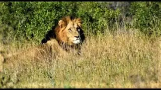 NEW MASSIVE MALE LION! The 4th Gomondwane Male Lion! He is HUGE! Kruger National Park! #lion #lions
