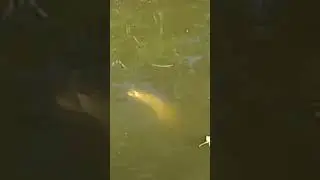 Epic bowfin strike right by the boat #bowfin #dogfish #fishing #kankakee #indianafishing