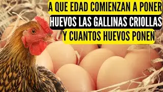 A que edad comienzan a poner huevos las gallinas criollas y cuantos huevos ponen