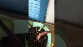 Ohh new leaf