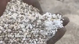 How to grow maize like a pro! with Richyiel Organic Fertilizer; Part 3 #maizecultivation #farming