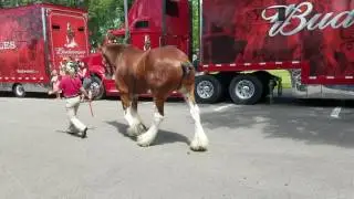 Budweiser Clydesdales getting hitched up 07/02/16 Detroit Lakes MN #followthehitch