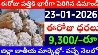 Cotton prices in the market 23-01-2026 today cotton rate | cotton rate today || #pattidhralu Incr...