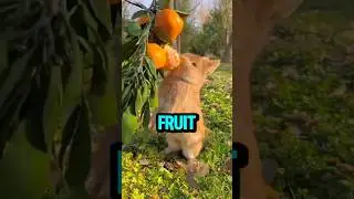 Pick a Fruit for Life! 🍑🍒 What&rsquo;s Your Choice? #shorts #viral