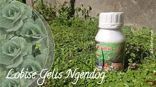 Nutrisi Cair Lengkap || Golden - P || @ToBeFarmer