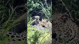 Appearance of a mother leopard and her tiny cub