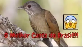 SABIÁ BARRANCO - CANTO NATIVO PARA ENSINAR FILHOTES