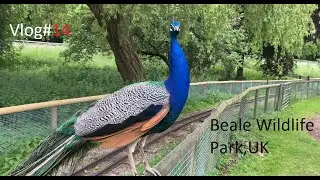 Exploring Beale Wildlife Park in the UK!