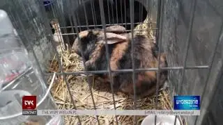 TVK Wieluń - wystawa królików