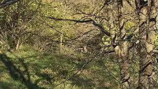 Bob cats in the woods!