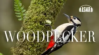 🐧🐧🐧  Woodpeckers ASMR - 2 HOURS - Sounds noises whispering touching relax meditation - forest calm