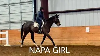 NAPA GIRL (W/T), Adoptable Thoroughbred Mare, New Vocations