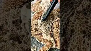 Satisfying Bearded Dragon Shed Removal! | #stayrad #beardeddragons  @ChuckNorrizBeardedDragons