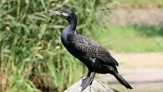 Canto de bigu&aacute;