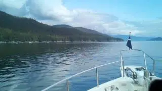 Orcas in Stephens Passage