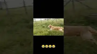 Appu fun video 🥰🥰🥰 #selfgroomingbyzara  #thezaraworld #thezaraworld #zaravlog  #appuvlog