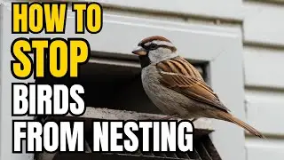 How to Stop Birds from Nesting in Vents