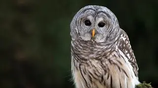 Barred Owl Sounds pt.9