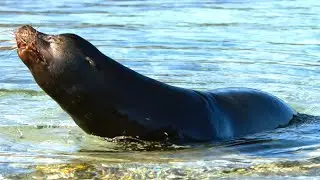 Sea Lions vs Galapagos Sharks Hunting Brawl I Behind the Scenes | Blue Planet II I BBC Earth