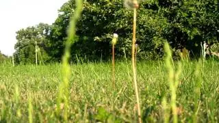 Dandelion, summer
