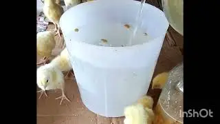 Natural vaccine for POX growth & treat chicken diarrhea #organicfarming #chicken  #how