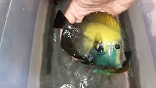 KOI TANGS (5