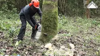 Cómo talar un árbol - LEROY MERLIN