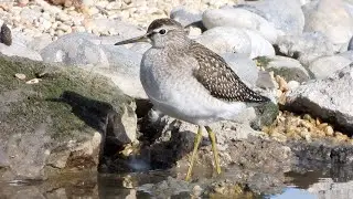Wood Sandpiper 4K