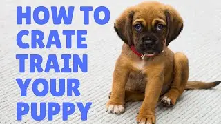 BrainTraining4Dogs Review & Results - How To Crate Train Your Dog - Hazel's Journey