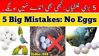 Why No Breeding? |5 Big Mistakes|. Parrots Breeding mistakes in Urdu / Hindi by |Arham|., Video. 444