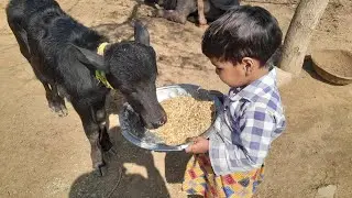 हाथो से चराया 🥰 chammu ने 