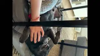 Orbit's Belly Scratch Bliss: Ready for a Paw-some Cuddle Session! 🐶🤗