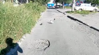 18.07.2018 Чайка-гопник и голубь-остолоп