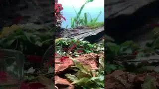 Shrimps 🦐 & Galaxy rasbora 🔴 best fish tank combinations