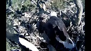 12-5-17   Big Bear Eagles --  Just Say No To Plastic Bags