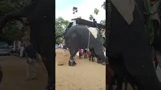 Uttoly Mahadevan | ഓടല്ലേ മഹാദേവാ...!!😱