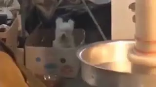 Silly Funny Jumping Dog