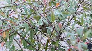 A Redwing Hiding in the Cotoneaster Shrub
