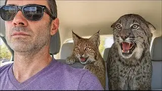 These Two Rescue Bobcat Talk Nonstop &ndash; Try Not to Smile at Their Goofy Antics!