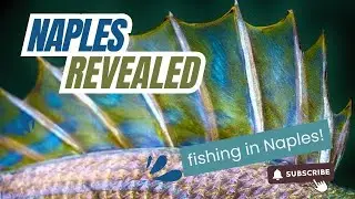 Hooked on Naples: Fishing Paradise Revealed!