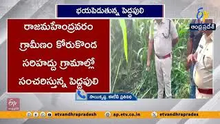 Forest Officials Trace Tiger Footprints Near Gadala | Rajamahendravaram Rural