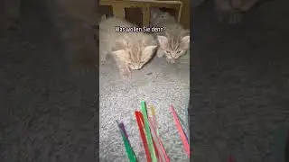 K&auml;tzchen #cat #kitten #cute #funny #cats #foryou #viral