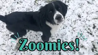 Springer Spaniel Does Zoomies in the Snow ❄️ | Winter 2020